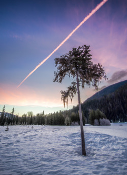 etherealvistas:  Interesting Tree (Canada) by James Wheeler || Website || Facebook