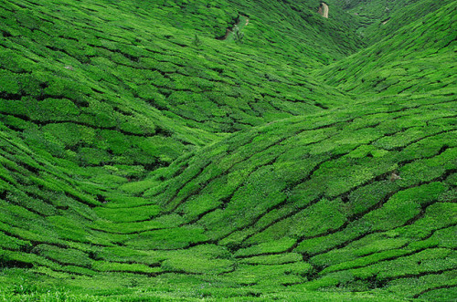 Tea plantations by lexibarna