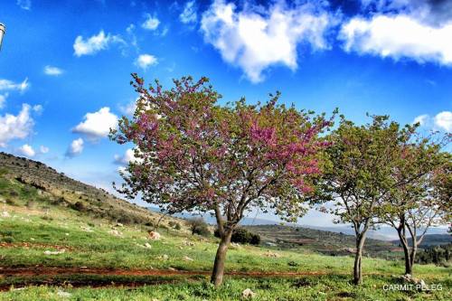 tvfreakd: Spring 2014, Israel. [1. Shokeda Forest | 2. Dead Sea | 3. Ha’Ella Valley | 4. Haifa