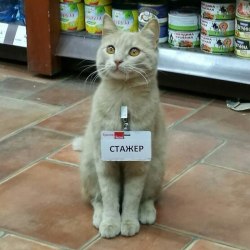 aaronexplainsitall: outerrimpilot:  markv5:  Дефицит кадров  “Staff shortage” (the name tag reads “trainee”).   he’s doing SUCH A GOOD JOB PROMOTE HIM MAKE HIM STORE MANAGER 