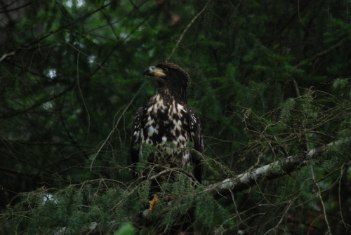 Porn escapetosaltspring:  Immature bald eagle photos