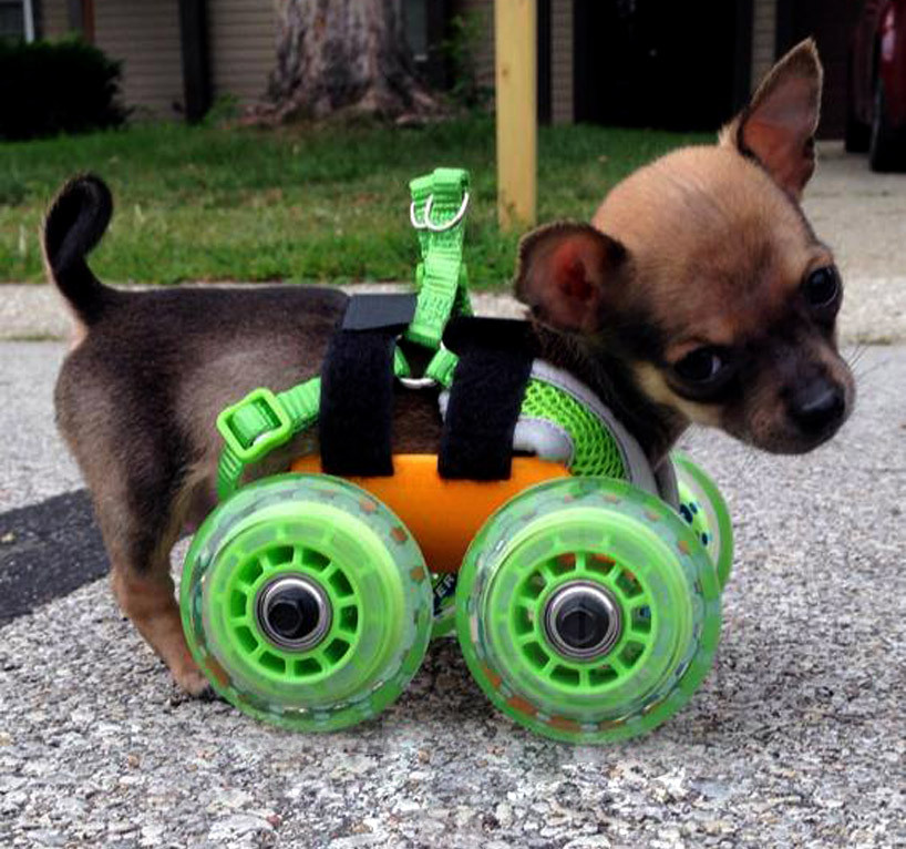 rosalarian:  cubebreaker:  TurboRoo, a chihuahua born without its front legs, was