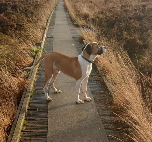 totallydoglife