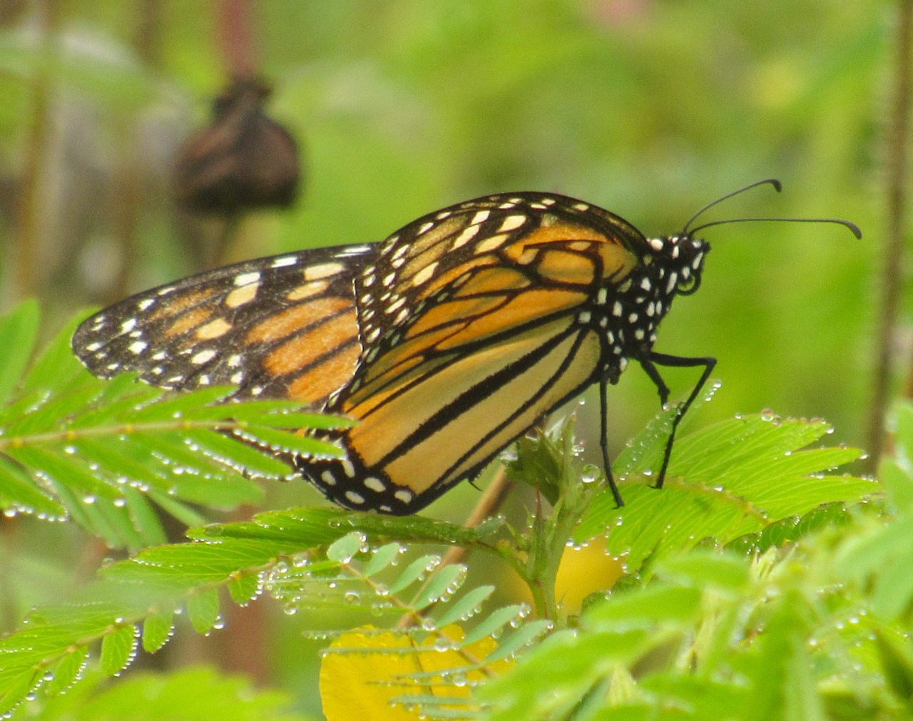 geopsych: “Monarch butterfly. ”