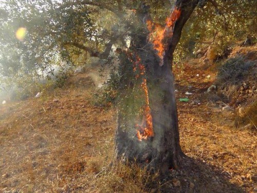 pxlestine: On [ West Bank Live ] @Snapchat the apartheid wall and the burnt Palestinian farmlands an