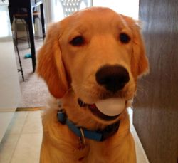 carlosofthecosmos:  foie:  thecutestofthecute:  My friend saw on Animal Planet that Golden Retriever’s mouths are so soft they can carry eggs without breaking them, so she tested it.   I am tearing up   I need a dog to carry meI am breakable. I need