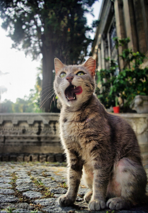 kedicik (by GaNGReL11)