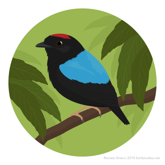 March 21, 2018 - Blue-backed Manakin (Chiroxiphia pareola)
These manakins are found in parts of northern and eastern South America. They eat small fruits and insects, foraging alone or in pairs. Males display at leks to attract females, often...