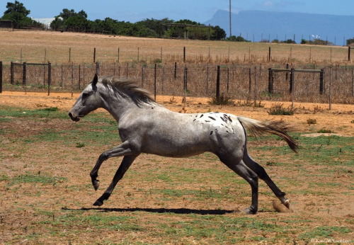 Stella continues to be a super little galloper, though she’s not all that little any more. Her