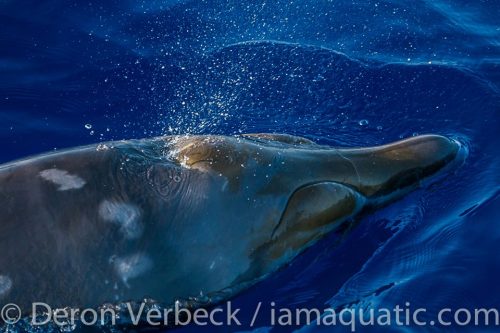 Photo by Deron Verbeck:
“Pic of the Day 4.26.15: Blainville’s Beaked Whale (Mesoplodon densirostris)
This was an amazing site! I was out on the research boat last Sunday when we spotted a small group of these elusive animals way off shore. Robin...