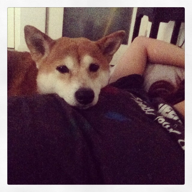 Or maybe it&rsquo;s just that I really missed her #thatpuppyface
