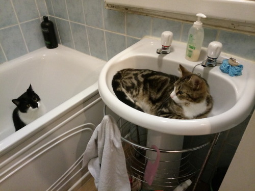 haircutandbeard:My neighbour’s cat decided to settle in my bathroom sink, Tiberius not amused.