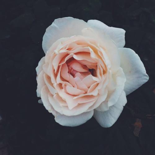 h1tcherious:Saw those gorgeous roses in a garden and i felt in love with em.