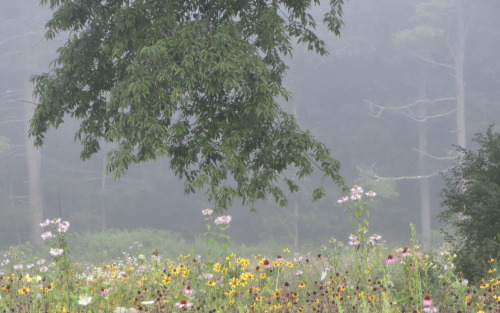 geopsych:  Mist and flowers, August 2020.