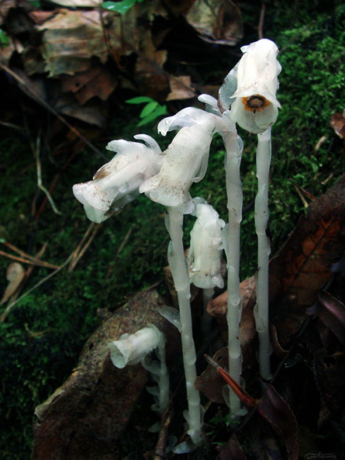 frolicingintheforest:Indian Pipe (Monotropa uniflora)