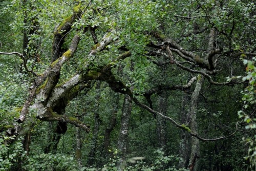 idavidbeattie: A Walk in the Wood , no362……………. ©David Beatt