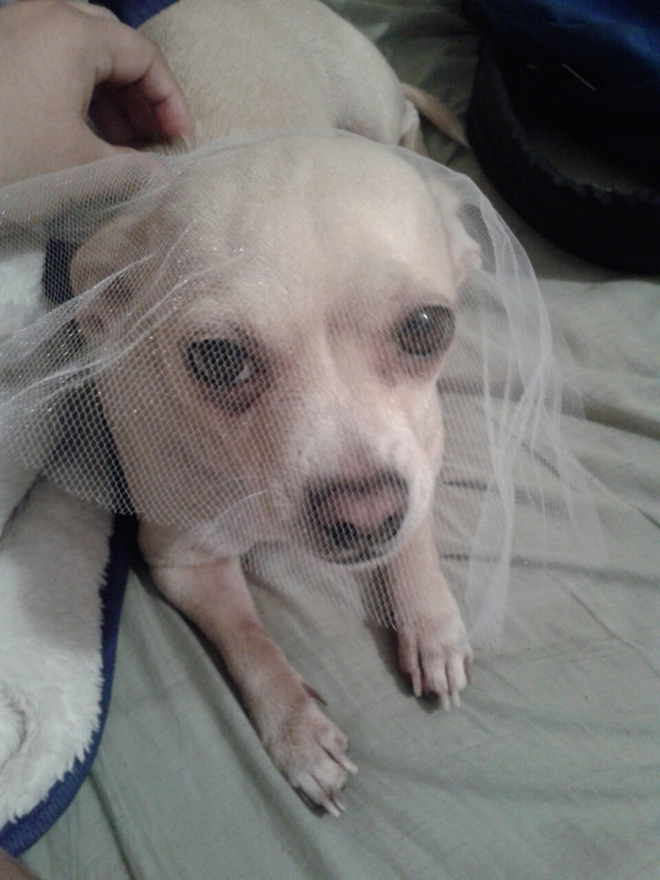 shadows-vengeance7:  nosferatu-kid-icarus:  Bride~  keep ur weenie away from this