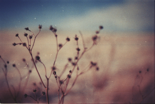 foxmouth:  Landscapes, 2014 | by Julian Bialowas