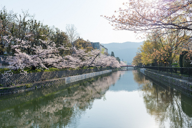 tokyoghosts:  岡崎疏水の桜 by GenJapan1986 on Flickr. 