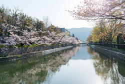 tokyoghosts:  岡崎疏水の桜 by GenJapan1986
