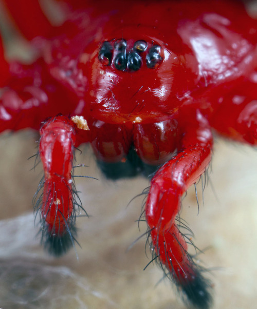 nick-porch:Red-and-Black Spiders - Kidding Right?Members of the spider family Nicodamidae are, like 