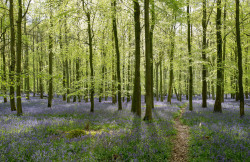 90377:   Bluebell Wood by Adrian Jones   