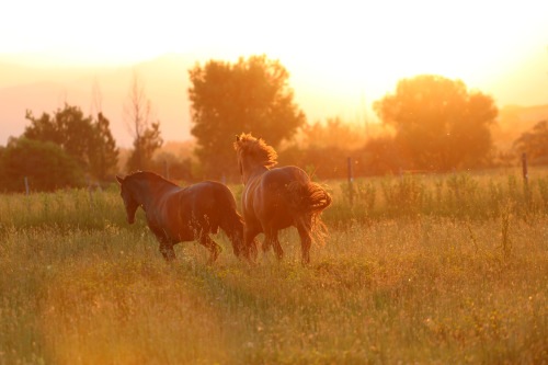 merlin & jet at sunset