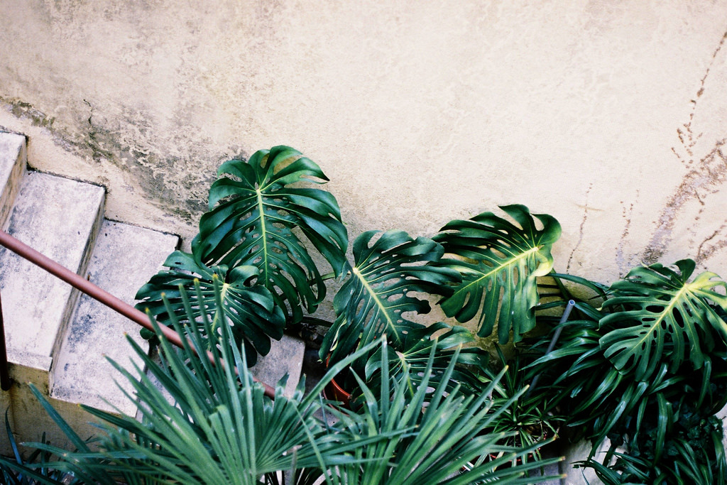 eyeleaves: Sarita Lolita