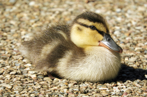 カルガモ。 Indian Spot-billed Duck.