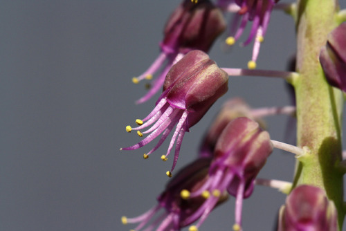 Lachenalia violacea var. glaucaThis South African bulb has a really rich coconut-oil fragrance. I lo