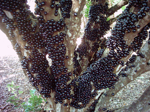did-you-kno:     Brazilian Grape Tree (also known as Jabuticaba) does not use branches to grow fruits. It grows fruits (and flowers) directly on the trunk. Source