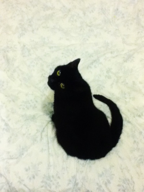 pancho-irl:smolpie:How To Become A Circle: a six-step program for felines[as demonstrated by Fizz]Ba