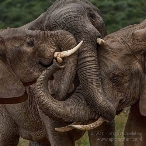 prettypachyderms:  So affectionate. 😍🐘