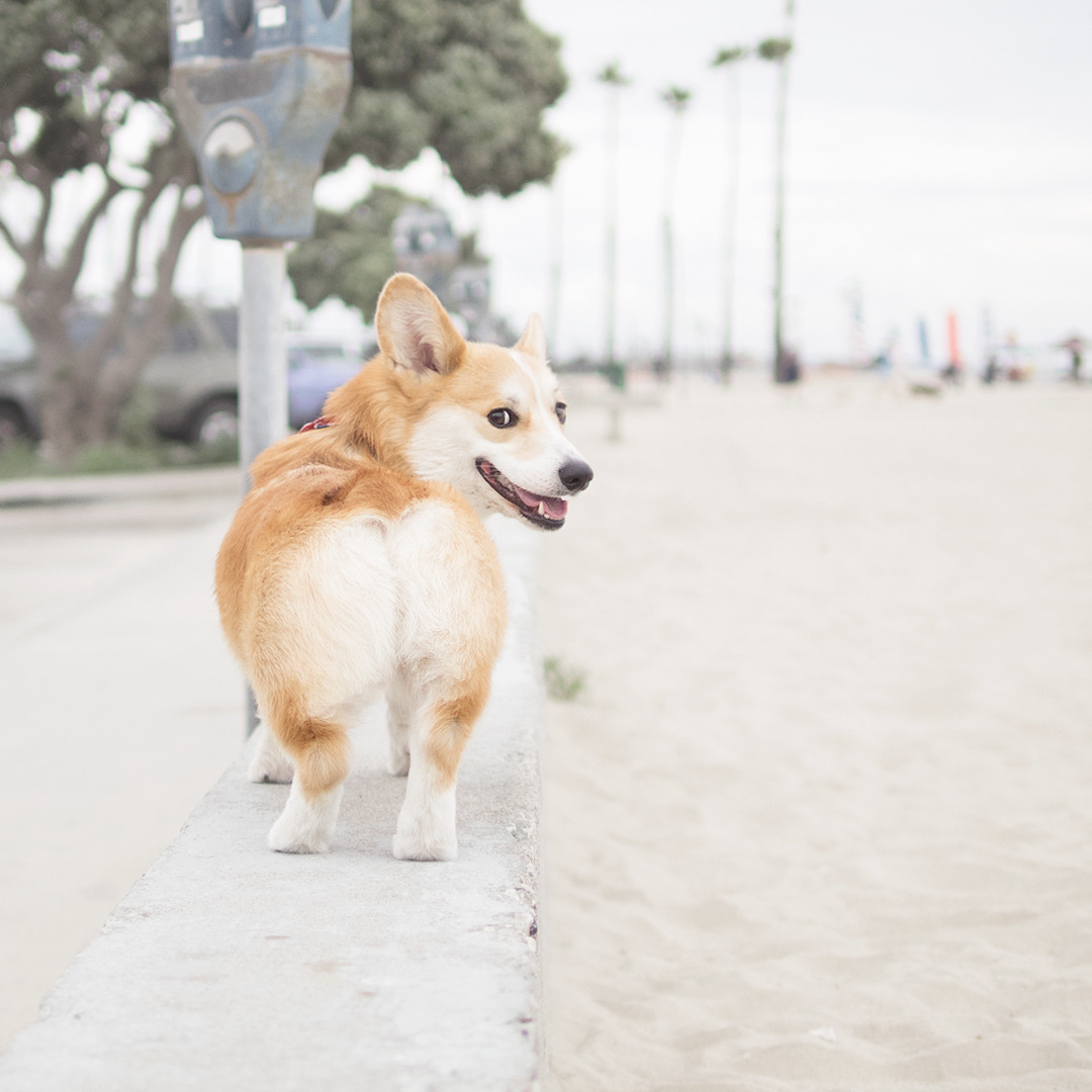 corgi look back at it