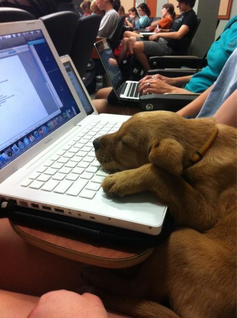 cute-overload:Puppy didn’t want to stay at home during class?? Well at least he slept through it…htt