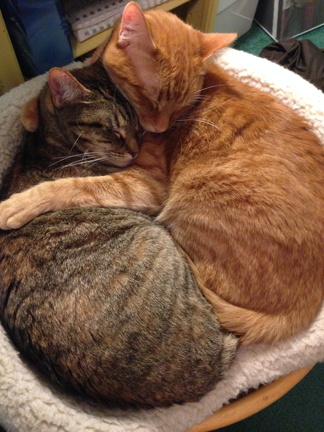 awwww-cute:  5 years ago, we adopted a starving mama cat and her tiny orange kitten.