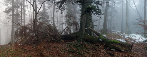 Baum im Nebel by FlexCord on Flickr.