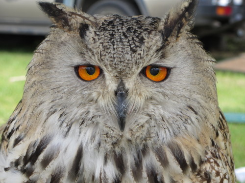 owls! - Baby, Turkmenian X Siberian eagle owl, 2 years old - Freddie, tawny owl, 7 years old - Annie