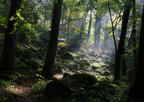 ancientdelirium: forêt Vosgienne by christine steyer on Flickr.