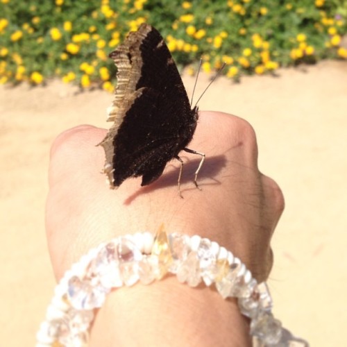 She’s so beautiful.  (at Self-Realization Fellowship Hermitage & Meditation Gardens)