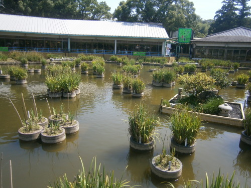 My flatmate and I found this beautiful place in Dazaifu, a little off the usual paths. There is also