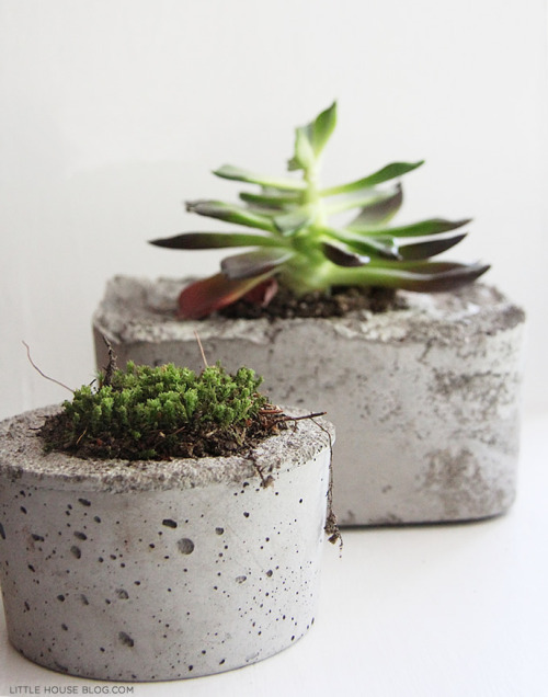 internalisecarlo:Planter of the week: concrete planters are the thing now, perfect for succulents! C