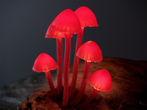 unicorn-meat-is-too-mainstream: LED Mushroom Lights by Yukio Takano