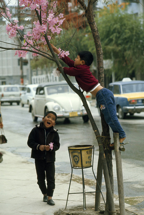 s-h-o-w-a:Young boys decorate bare tree with plastic blossoms near busy street, Naha, Okinawa, Japan