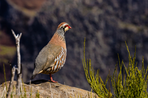 Red-legged Partridge (Alectoris rufa) &gt;&gt;by Jon Bagge