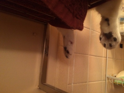 Here are a series of photos from a time when my mom let me sit on the towel rack. I like being the t