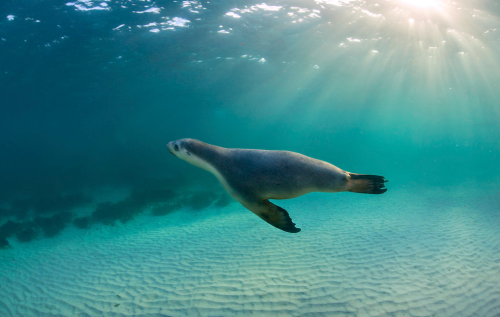 thelovelyseas:Endangered Australian sea lion at Hopkins Island in the Spencer Gulf, South Australia 