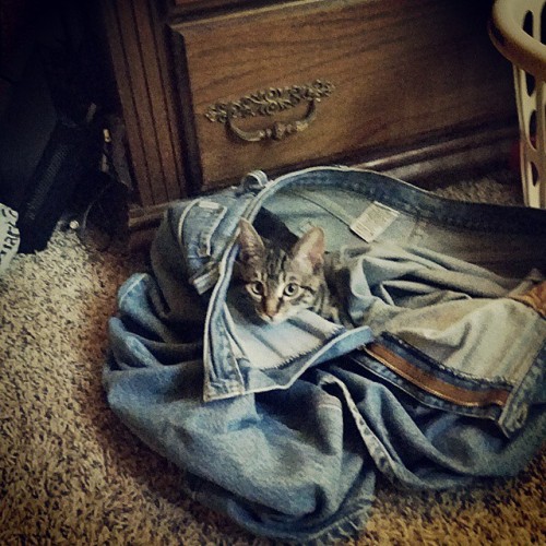 smileymelodee: Thats not how you wear pants... - Cats ...