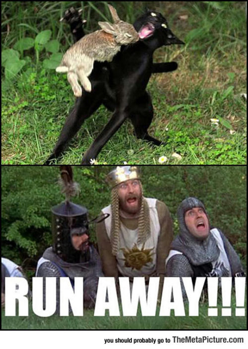 srsfunny:Wait, That’s No Ordinary Rabbit