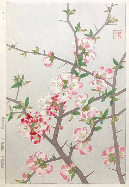 japanese-plants: Flowering Quince by Shodo Kawarazaki (1889-1973)